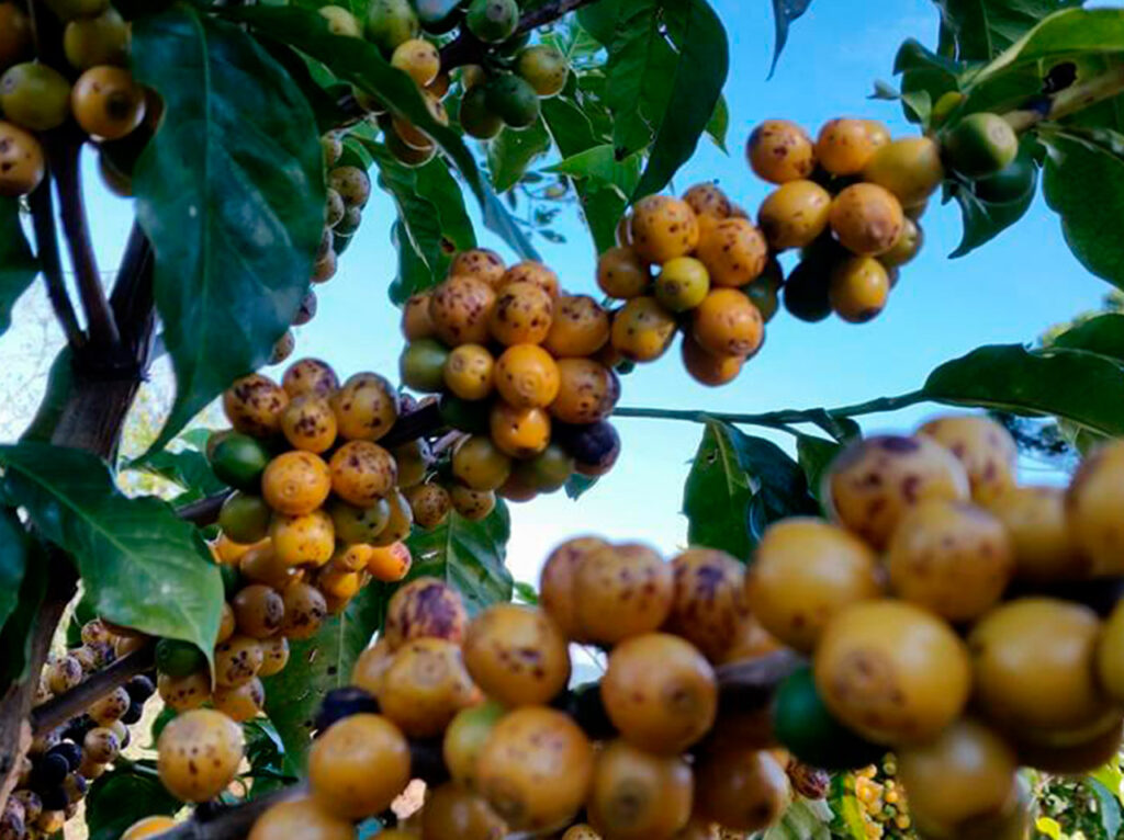 cafe-primograo.jpg
